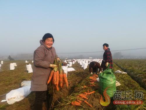 胡蘿卜喜獲豐收