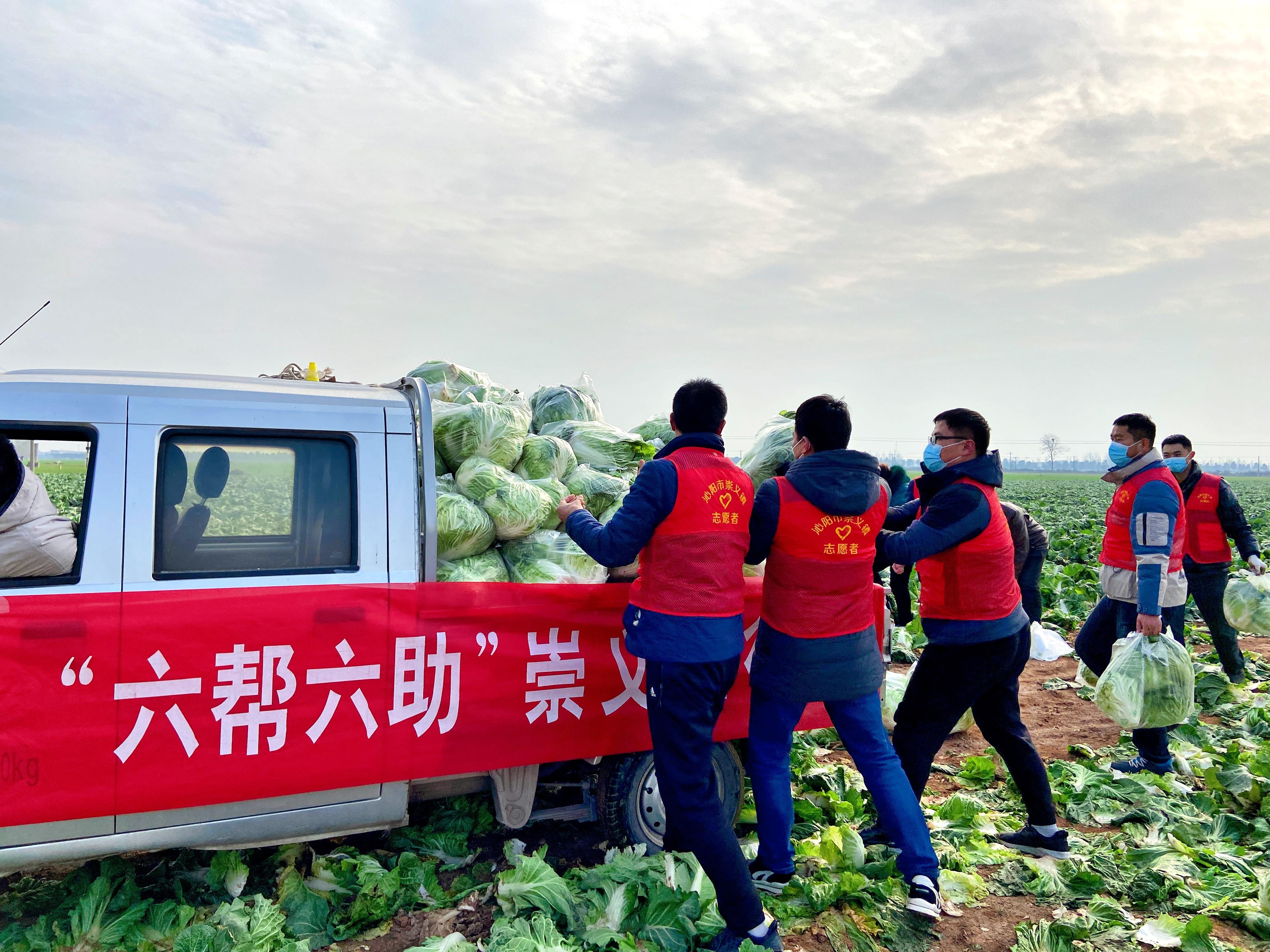 2黨員志愿者正在菜地采摘白菜裝車 拍攝人：周芳.jpg