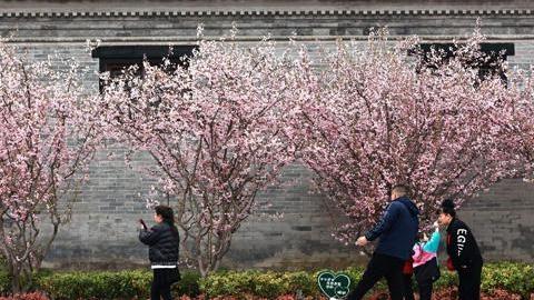 花開古城 春意正濃