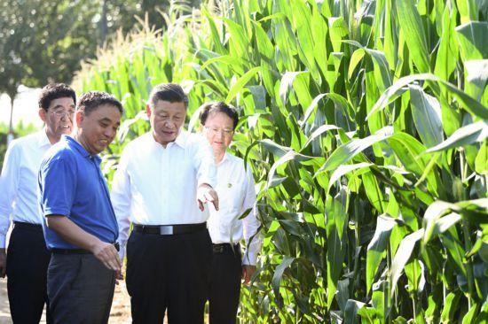 2020年7月22日至24日，中共中央總書記,、國家主席,、中央軍委主席習(xí)近平在吉林省考察。這是7月22日下午,，在四平市梨樹縣國家百萬畝綠色食品原料（玉米）標(biāo)準(zhǔn)化生產(chǎn)基地核心示范區(qū)地塊,，習(xí)近平走進玉米地，了解農(nóng)業(yè)科技研發(fā)利用,、黑土地保護情況,。新華社記者 燕雁攝