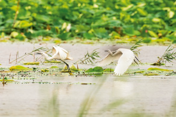 鳥兒在白洋淀水面上飛舞（2022年7月10日攝）,。新華社發(fā)（李鑫攝）