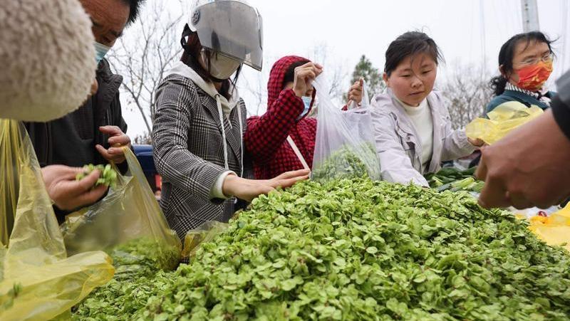 榆錢來嘍