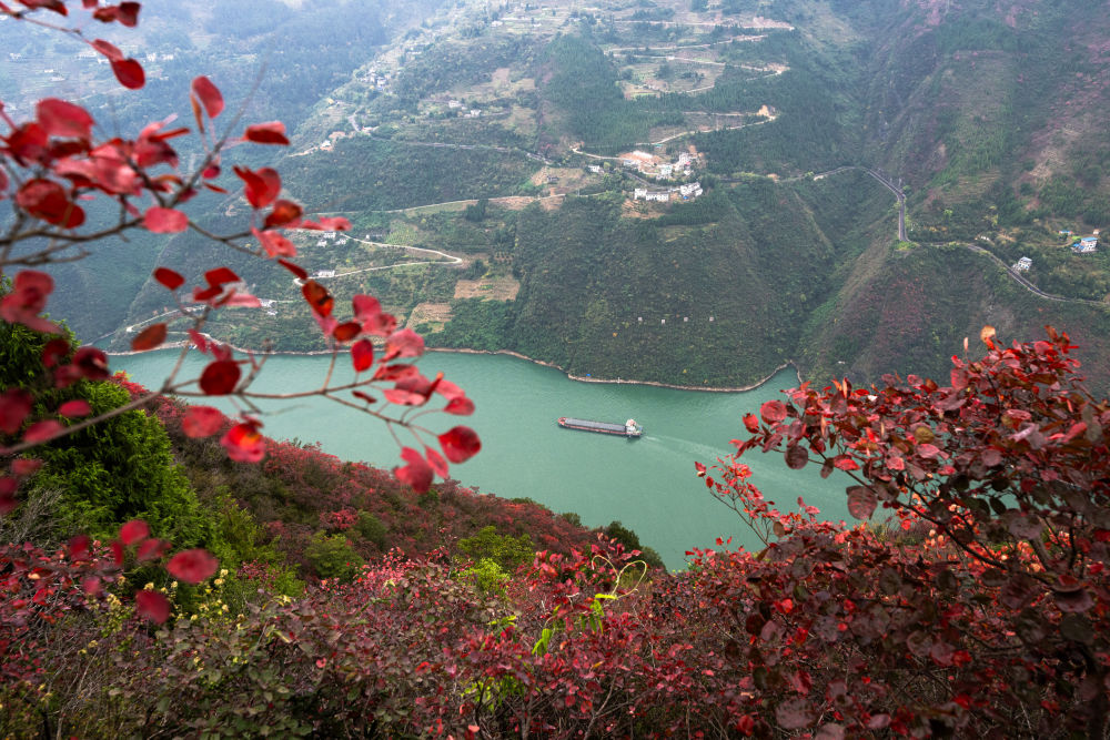 船舶行駛在紅葉掩映下的長江三峽重慶市巫山縣水域（2023年11月30日攝）,。新華社記者 肖藝九 攝