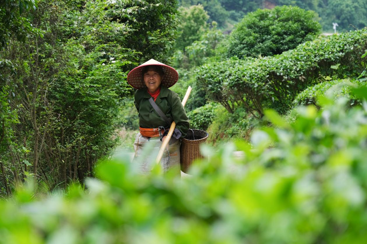 2024年4月24日,，湖南省衡陽市耒陽市龍?zhí)伶?zhèn)江頭貢茶葉種植專業(yè)合作社,，村民在茶山采摘茶葉，實(shí)現(xiàn)了家門口就業(yè),。