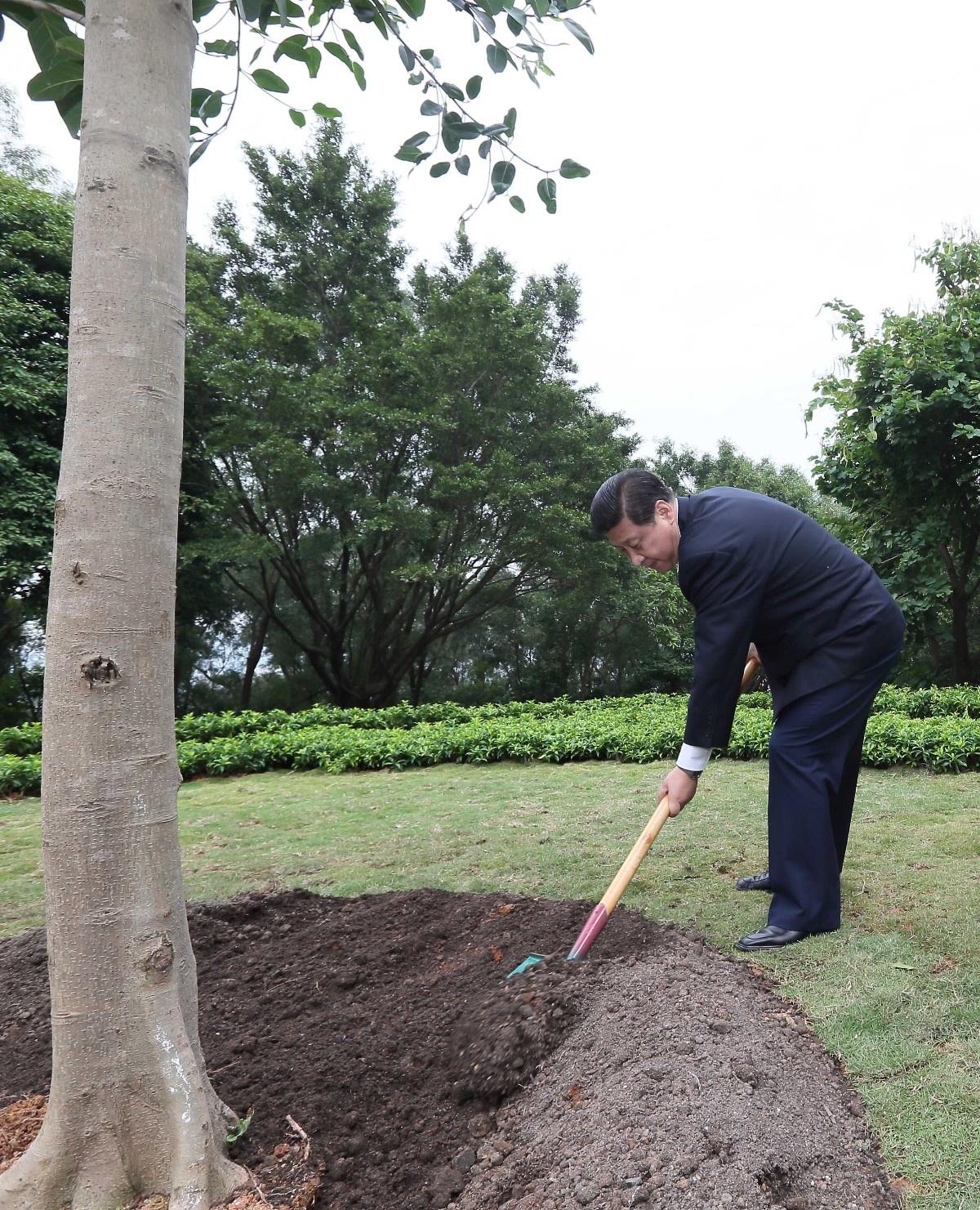 2012年12月8日,，習(xí)近平在深圳蓮花山公園種下一棵高山榕樹。