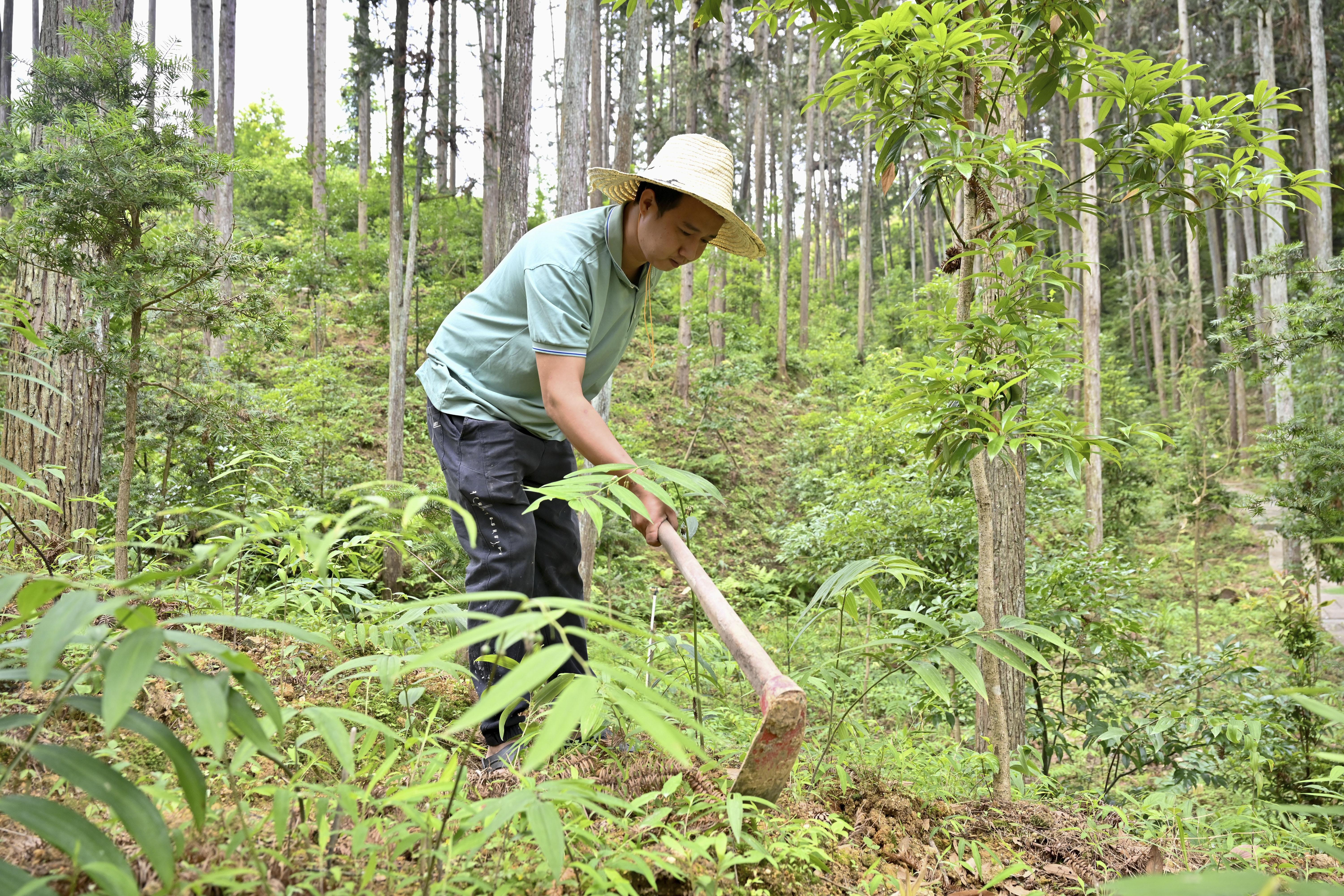 2024年5月9日,，福建省三明市馬巖林下經濟種植示范基地工人在管理林下種植的多花黃精。