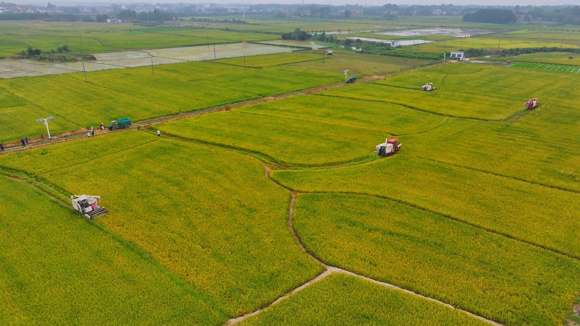 數(shù)臺收割機(jī)同時作業(yè),。常德市鼎城區(qū)融媒體中心供圖