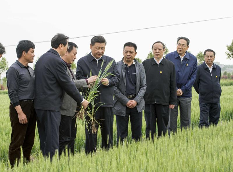 2016年4月25日下午，習(xí)近平在安徽滁州市鳳陽縣小崗村察看小麥長勢,。左一為種糧大戶程夕兵,。新華社記者 李學(xué)仁 攝