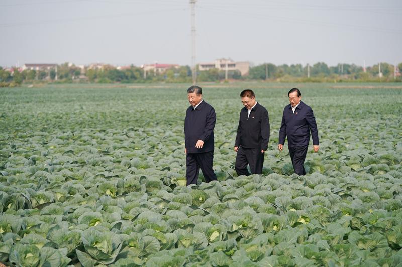 2024年11月5日,，習(xí)近平總書記在湖北嘉魚潘家灣鎮(zhèn)十里蔬菜長(zhǎng)廊考察。